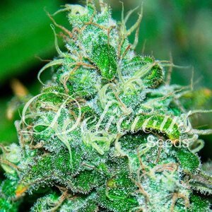 Delicious Seeds Fruity Chronic Juice Balenie: 1 ks