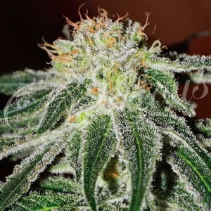 Delicious Seeds Black Russian Balenie: 1 ks