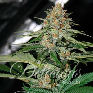Delicious Seeds delicious Candy Balenie: 1 ks