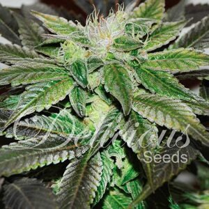 Delicious Seeds Sugar Candy Balenie: 1 ks