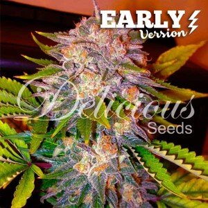 Delicious Seeds Caramelo F1 Fast Version Balenie: 1 ks