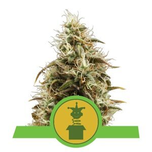 Royal Queen Seeds Royal Jack Auto Balenie: 10 ks