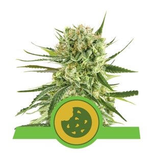 Royal Queen Seeds Royal Cookies Auto Balenie: 5 ks