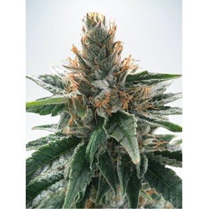 Ministry of Cannabis God 's Glue Balenie: 5 ks