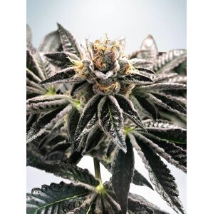 Ministry of Cannabis mandarin Gelato Balenie: 2 ks
