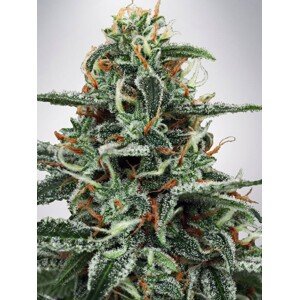Ministry of Cannabis White Widow Balenie: 2 ks