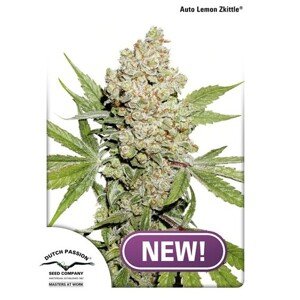 Dutch Passion Auto Lemon Kix Balenie: 3 ks