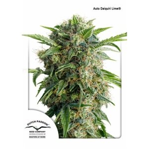 Dutch Passion Auto Daiquiri Lime Balenie: 3 ks