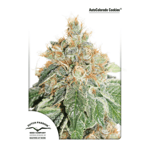 Dutch Passion Auto Colorado Cookies Balenie: 3 ks
