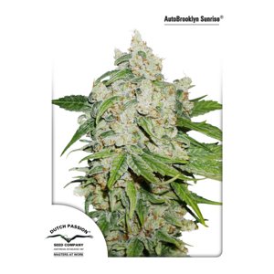 Dutch Passion Auto Brooklyn Sunrise Balenie: 3 ks