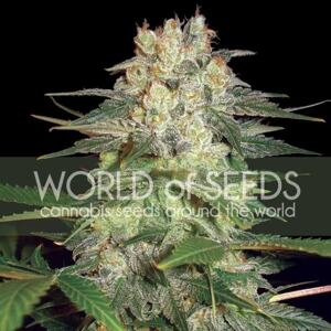 WOS Afghan Kush Ryder 0 % THC 3 ks Balenie: 1 ks