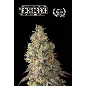 Seedstockers AK420 AUTO 0% THC Balenie: 5 ks