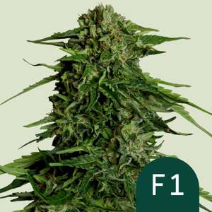 Royal Queen Seeds Special Queen 1 0 % THC 5 ks Balenie: 3 ks