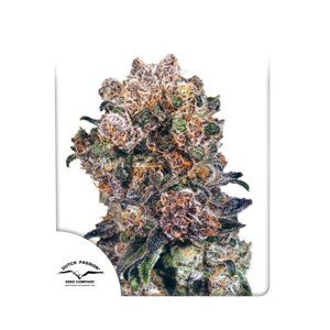 Dutch Passion Blueberry 0% THC Balenie: 10 ks