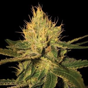 DNA Genetics Konopné semená Cannalope Haze Balenie: 5 ks