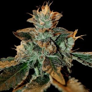 DNA Genetics Semena konopí Cataract Kush Balenie: 5 ks