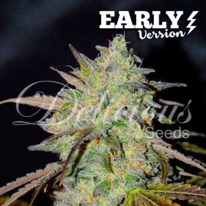 Delicious Seeds Marmalate F1 - Early version Balenie: 1 ks