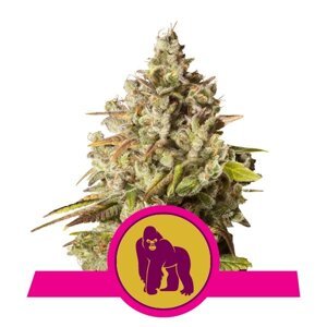 Royal Queen Seeds Royal Gorilla Fem Balenie: 10 ks
