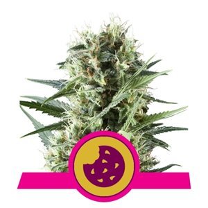 Royal Queen Seeds Royal Cookies Fem Balenie: 5 ks