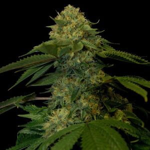 DNA Genetics Konopné semená Holy Grail Kush Balenie: 5 ks