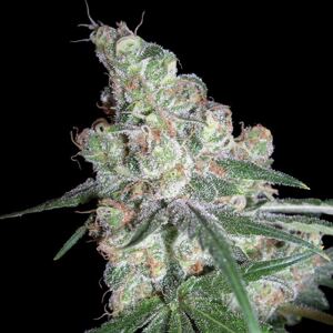 DNA Genetics Semená konope Chocolope Balenie: 5 ks