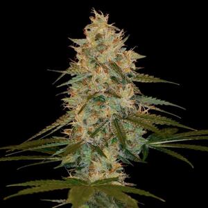 DNA Genetics Semená konope Chocolope Kush Balenie: 5 ks