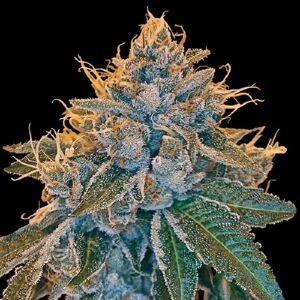 Reserva Privada Konopné semená Kosher Kush Balenie: 5 ks