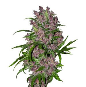 Sensi Seeds Purple Bud Fem Balenie: 5 ks