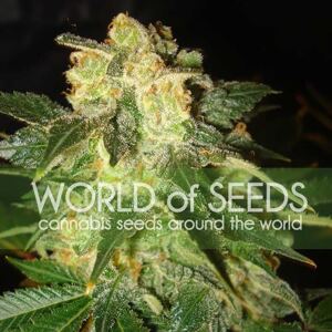 WOS Pakistan Ryder 0 % THC 7 ks Balenie: 12 ks