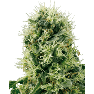 Sensi Seeds Pure Power Plant - Fem Balenie: 5 ks