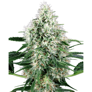 Sensi seeds Pure Power Plant Auto 0% THC Balenie: 3 ks