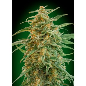 00 seeds Auto 00 Gorilla Balenie: 3 ks