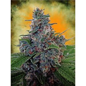 Ministry of Cannabis Auto Blue Amnesia Balenie: 10 ks