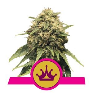 Royal Queen Seeds Special Queen 1 0 % THC 5 ks Balenie: 3 ks