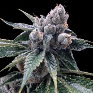 DNA Genetics Semena konopí White Walker Kush Balenie: 5 ks