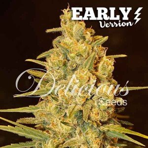 Delicious Seeds Critical Sensi Star Early Version Balenie: 1 ks
