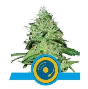 Royal Queen Seeds Joanne's CBD 0 % THC 5 ks Balenie: 10 ks