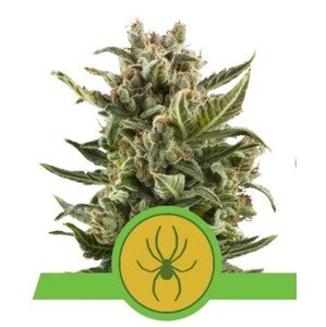Royal Queen Seeds White Widow Automatic 0 % THC 5 ks Balenie: 25 ks