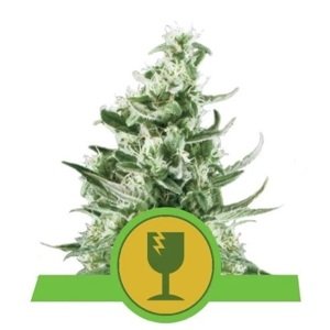 Royal Queen Seeds Royal Critical Automatic 0 % THC 5 ks Balenie: 1 ks