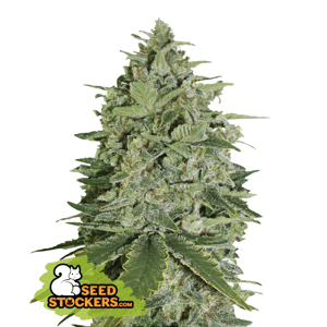 Seedstockers Super Skunk Auto 0% THC Balenie: 100 ks