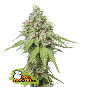 Seedstockers AK420 AUTO Balenie: 1 ks