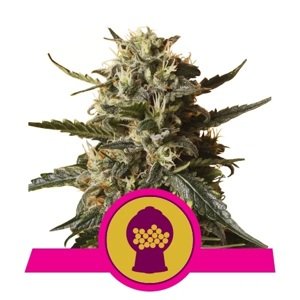 Royal Queen Seeds Bubblegum XL Balenie: 1 ks