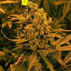 Nirvana seeds Konopné semená Blueberry Kush Autoflower Balenie: 10 ks