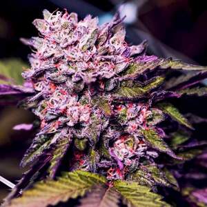 Nirvana seeds Gelato Fem Balenie: 10 ks