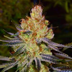 Nirvana seeds Orange Bud Balenie: 5 ks