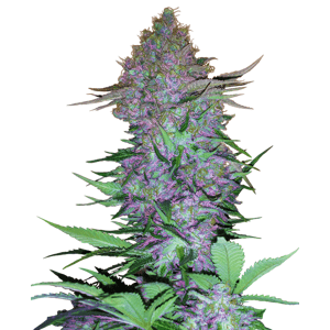 Sensi Seeds Purple Skunk Auto Balenie: 10 ks
