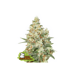 Seedstockers O.G Kush Auto 0% THC Balenie: 25 ks