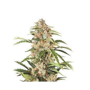 Nirvana seeds Orange Bud Auto 0% THC Balenie: 5 ks