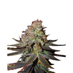 Nirvana Seeds Blueberry Autoflower 0% THC Balenie: 3 ks