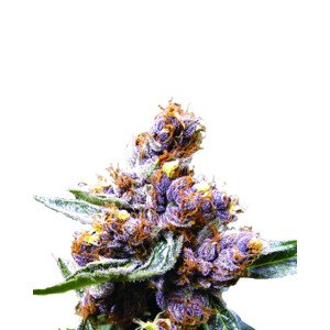 Nirvana Seeds Blueberry Fem 0% THC Balenie: 10 ks